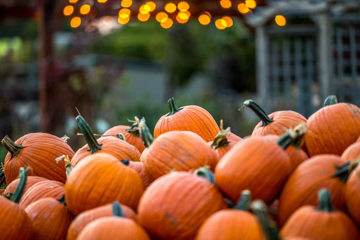 Pumpkin display at a fall event, perfect for seasonal gatherings and festive occasions.